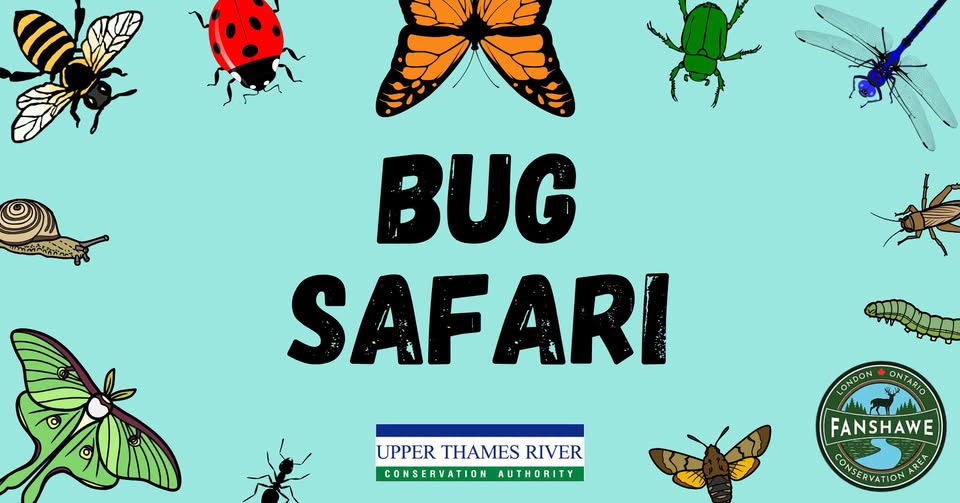 Bug Safari at Fanshawe CA