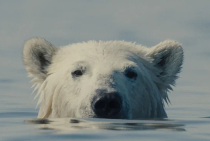 Forest City Film Festival - Nuisance Bear