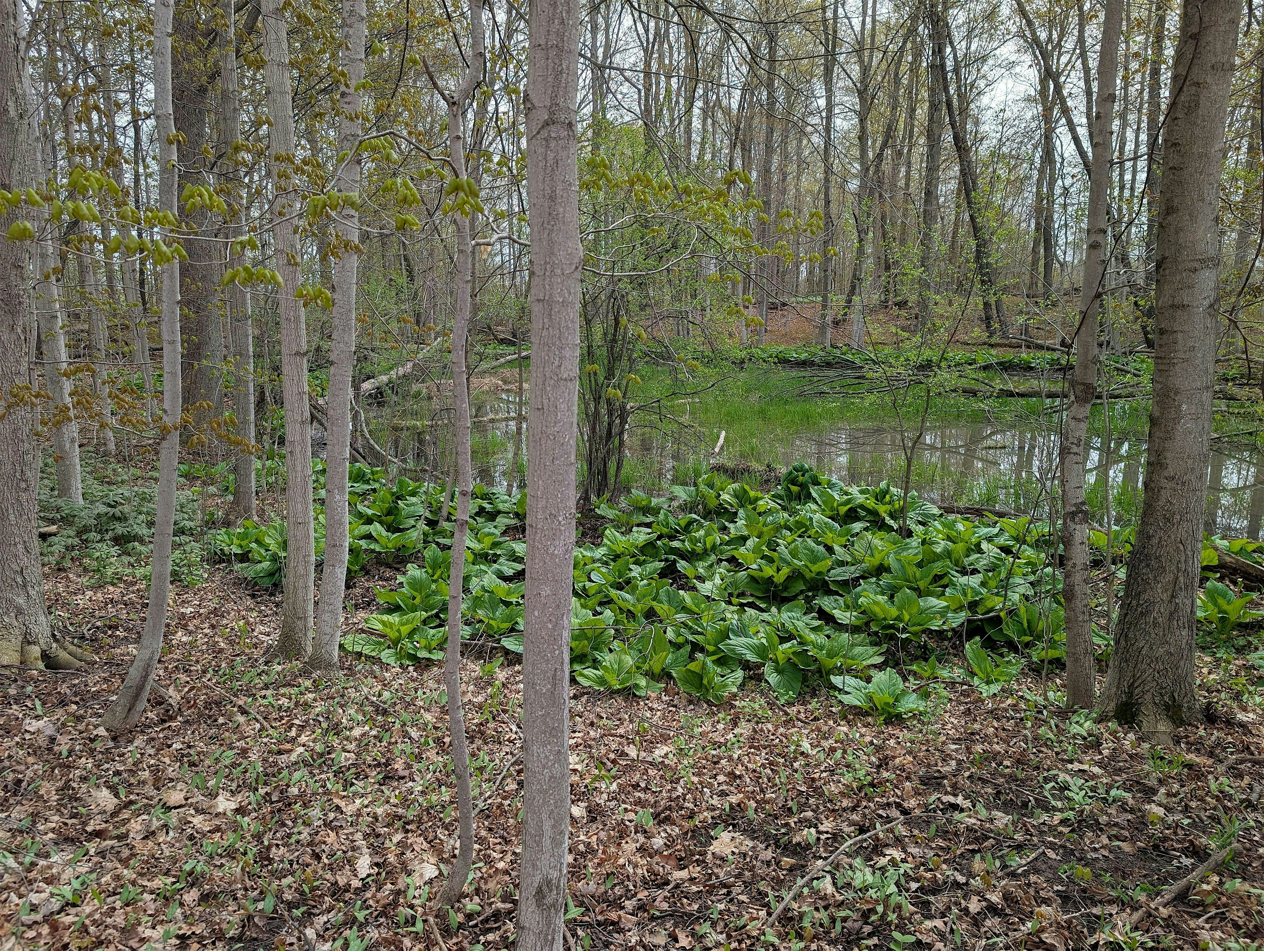 Planning Restoration: City of London's Westminster Natural Heritage Study