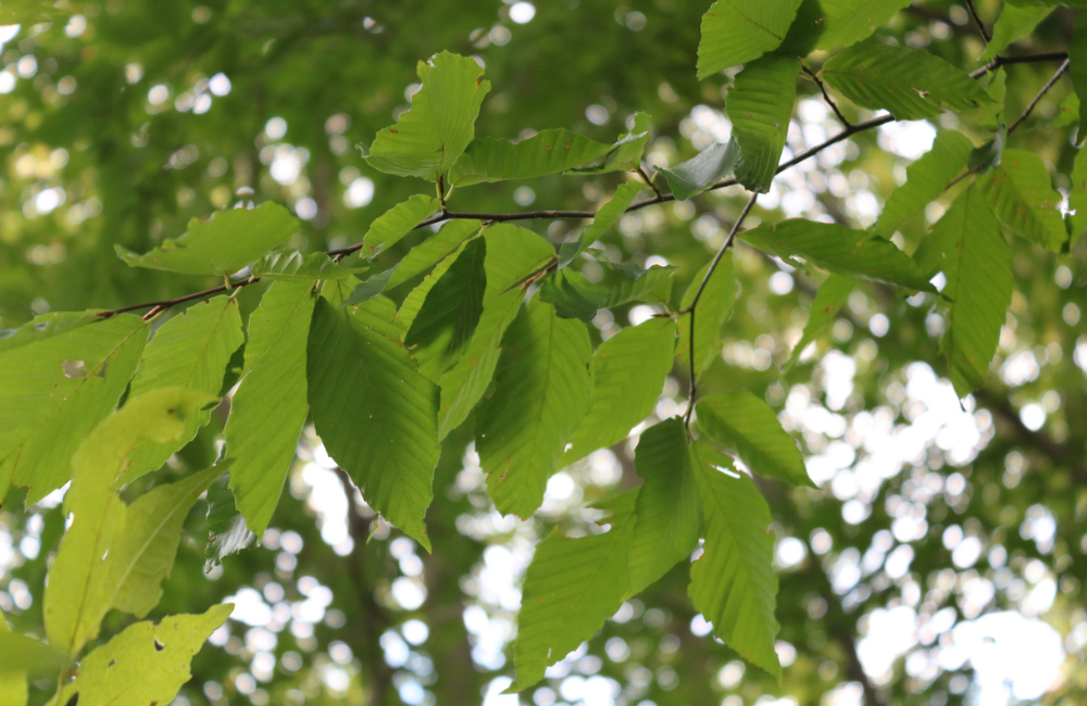 ReForest London: Tree Planting at Kent Park