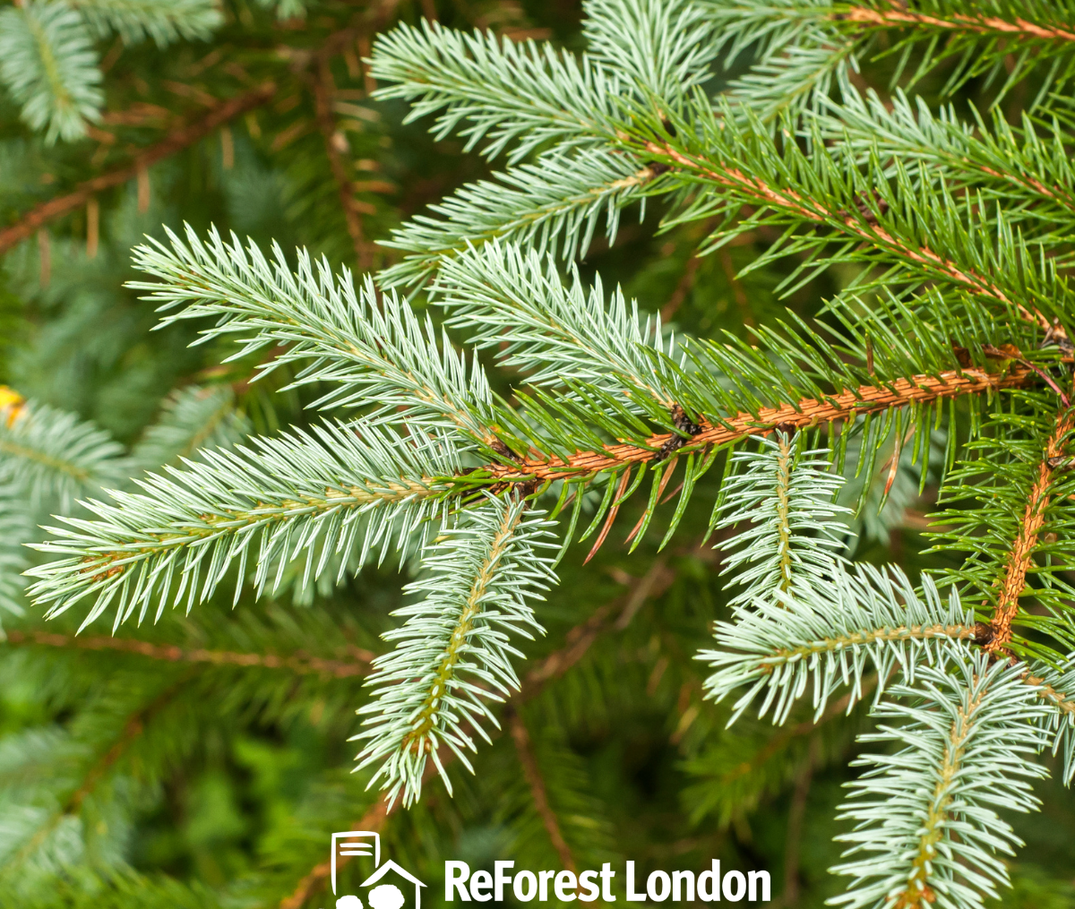 ReForest London: Tree Planting at Staffordshire Park